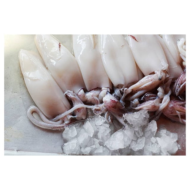 Frozen squid tubes and tentacles CAL 4/6 inch