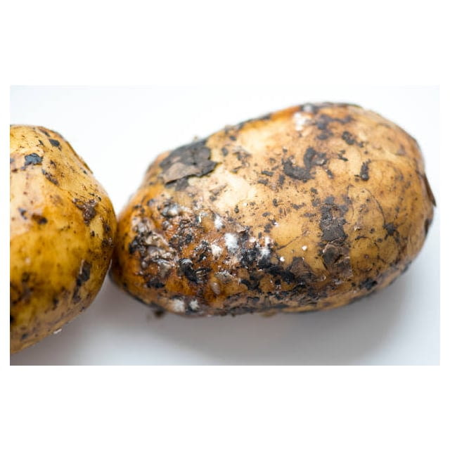 Dirty maris piper potatoes
