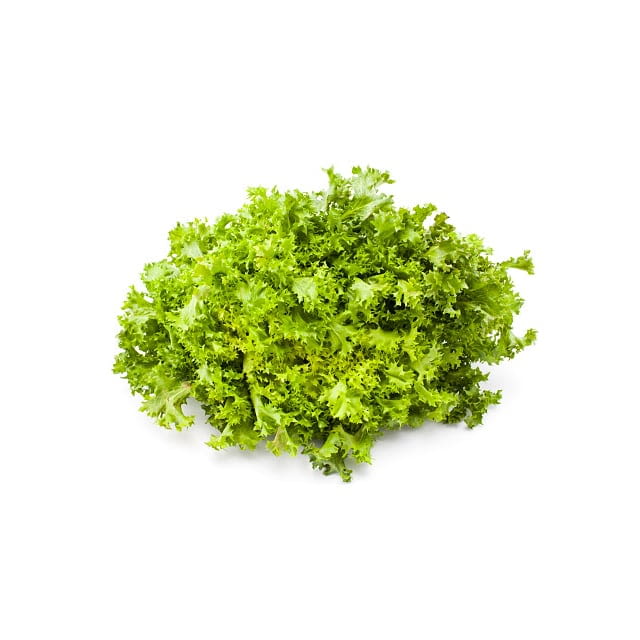 Lettuce escarole