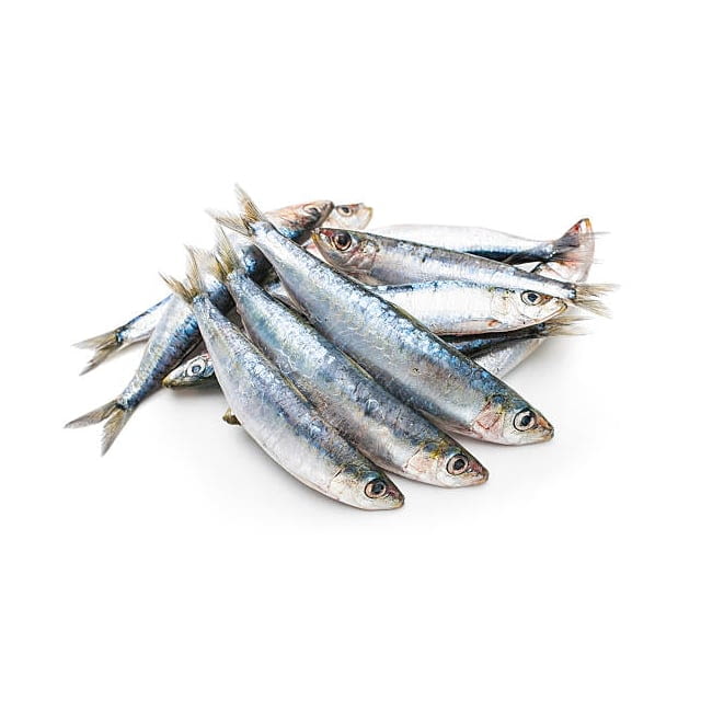 Wild sardine