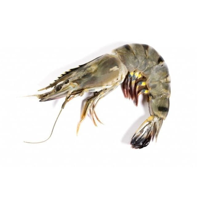 Gambas 16/20 surgelé