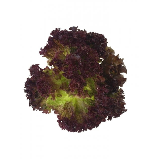 Lettuce lollo rosso