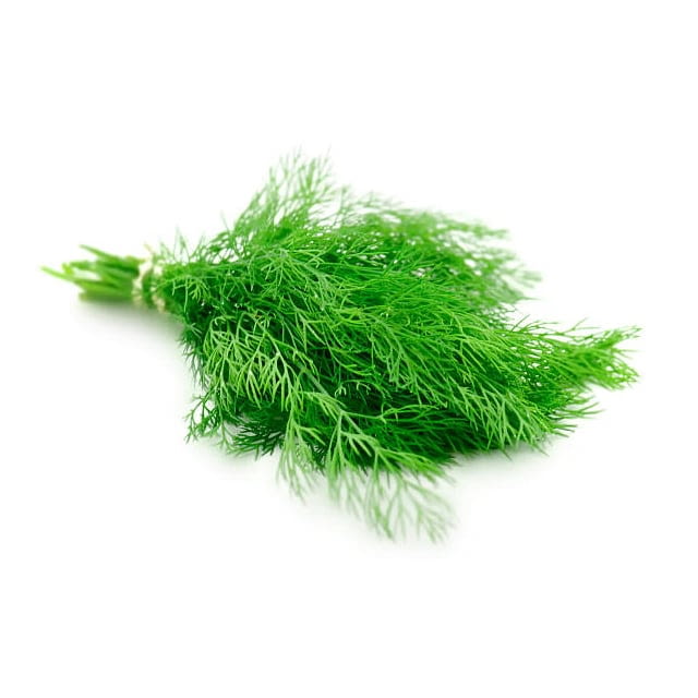 Micro cress fennel