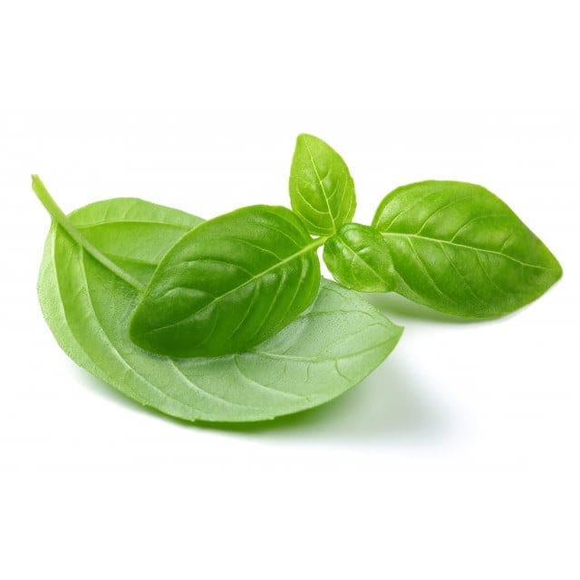 Basil