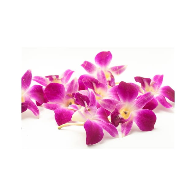 Edible flower orchid