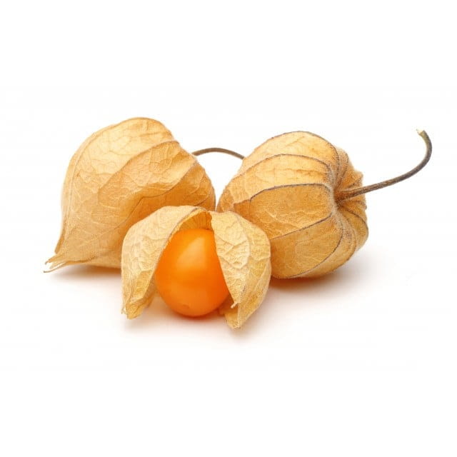 Physalis